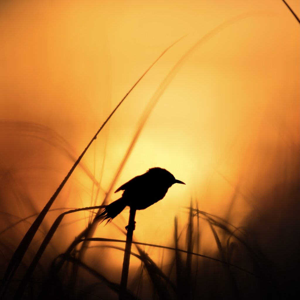 Bird at sunrise