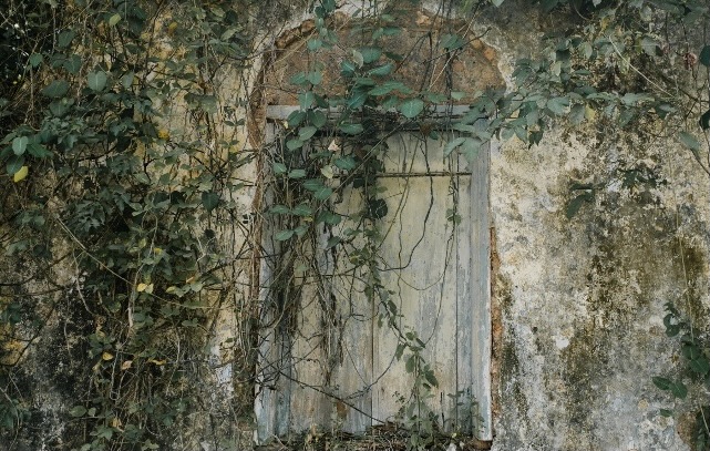 Ivy on wooden door in stone wall